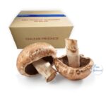 Champiñon Bolletus Congelado IQF Caja 13,6Kg / 30Lb